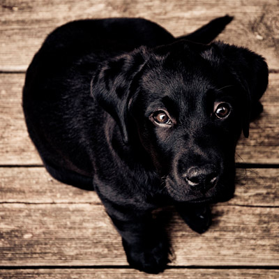 在线手机号接收