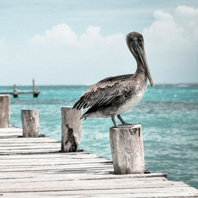 24小时不停呼叫软件